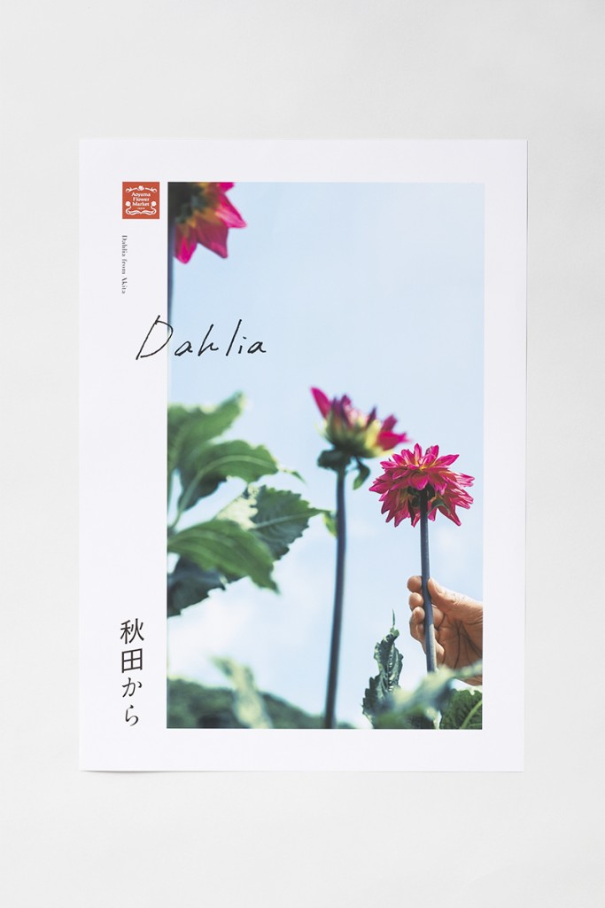 AFM TODAY’S FLOWER “Dahlia” Other Image