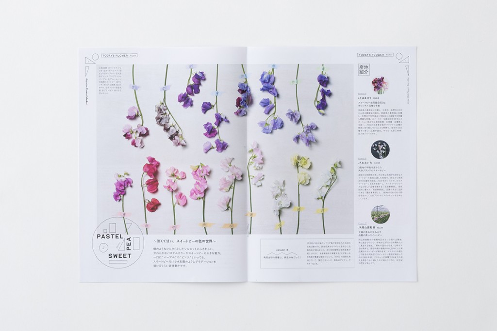 SWEET PEA TODAY’S FLOWER BOOKLET and POSTER Other Image