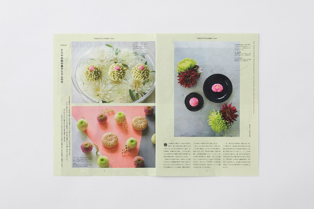 AFM TODAY’S FLOWER “MUM” Other Image