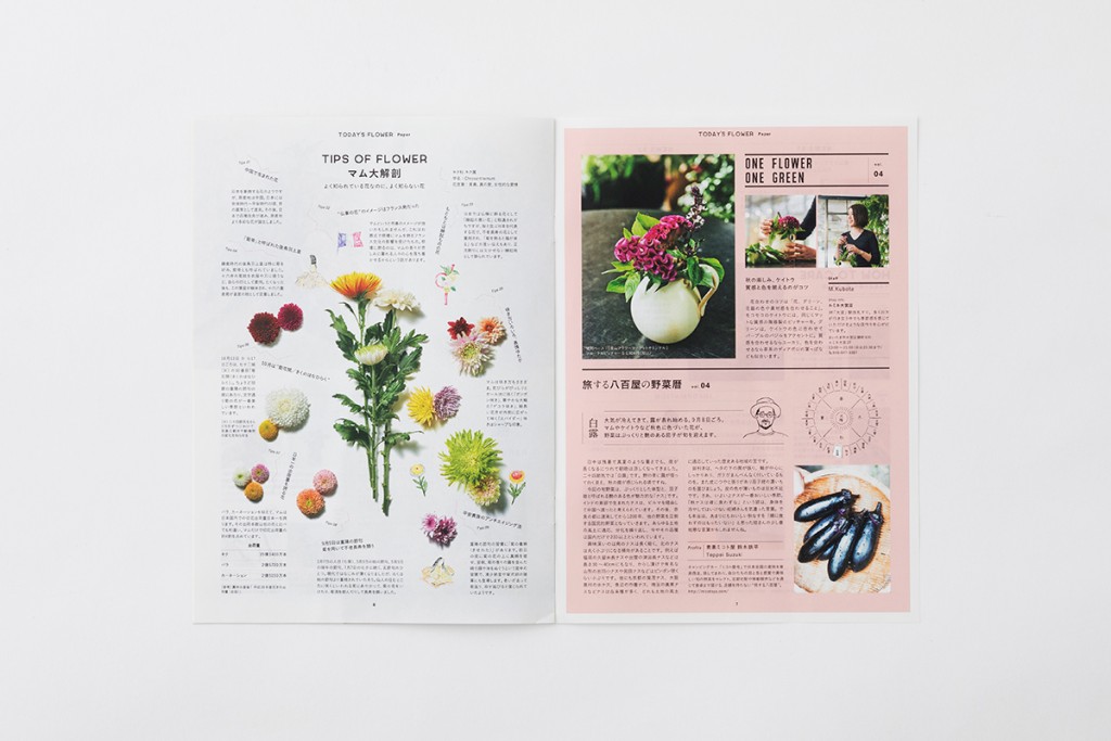 AFM TODAY’S FLOWER “MUM” Other Image